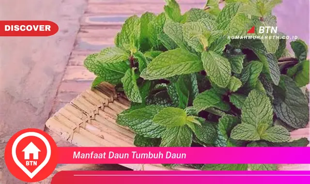 manfaat daun tumbuh daun