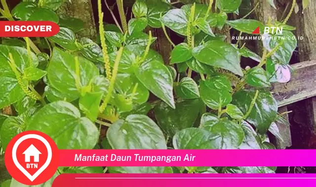 manfaat daun tumpangan air