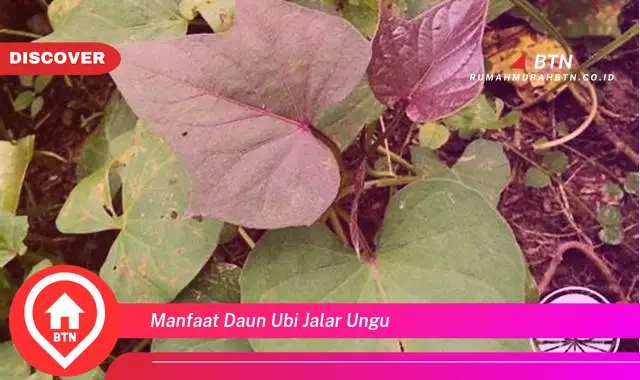 manfaat daun ubi jalar ungu