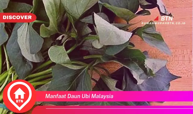 manfaat daun ubi malaysia