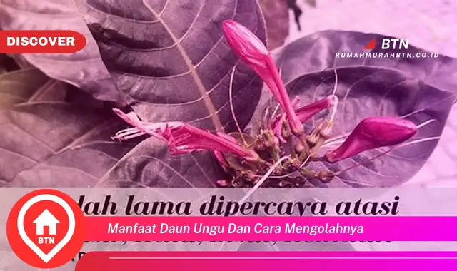 manfaat daun ungu dan cara mengolahnya