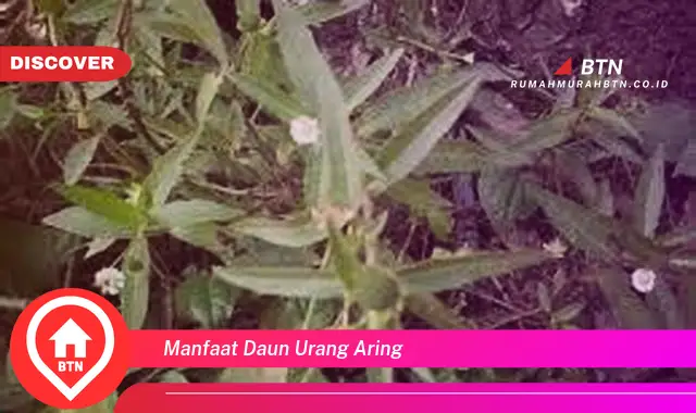 manfaat daun urang aring