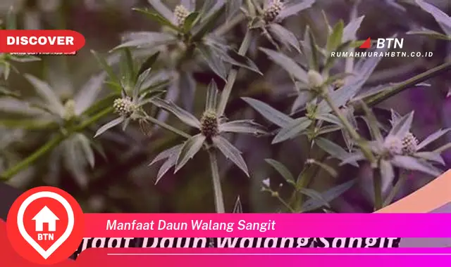 manfaat daun walang sangit