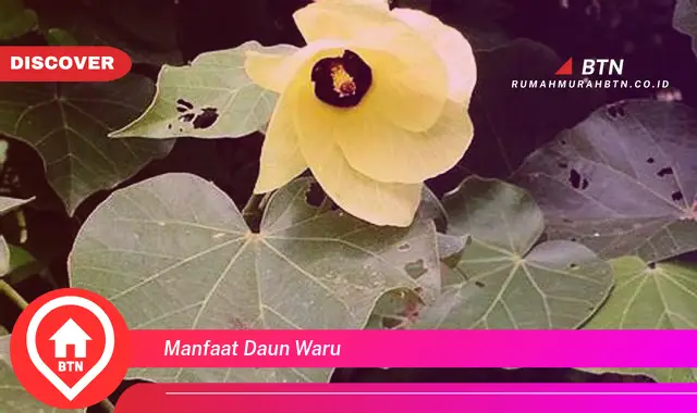 manfaat daun waru