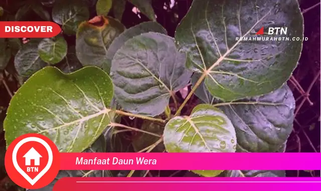 manfaat daun wera