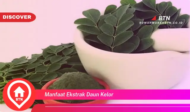 manfaat ekstrak daun kelor