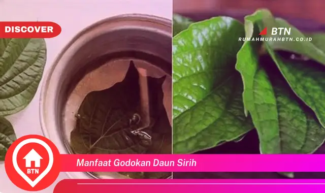 manfaat godokan daun sirih