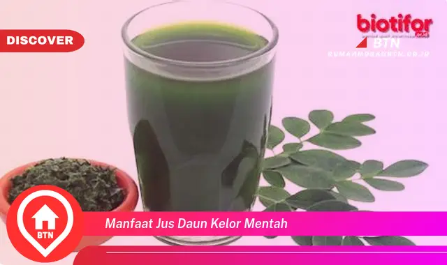 manfaat jus daun kelor mentah