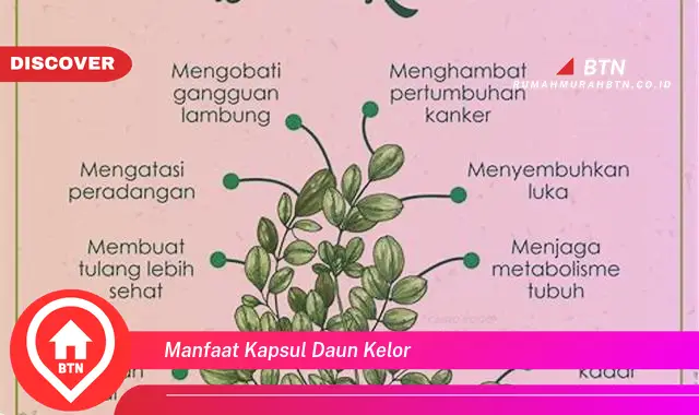 manfaat kapsul daun kelor