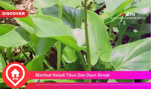 manfaat keladi tikus dan daun sirsak