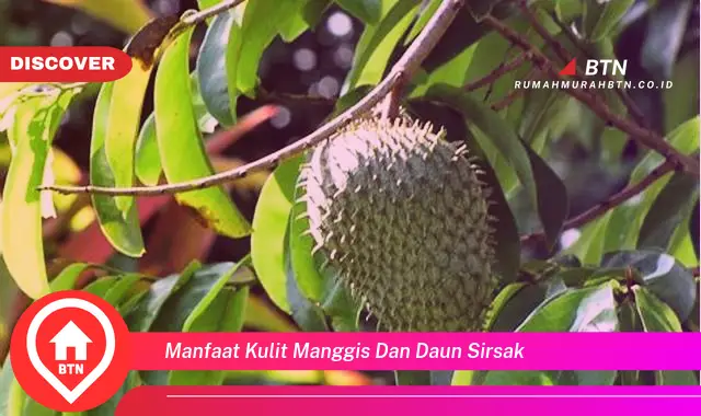 manfaat kulit manggis dan daun sirsak