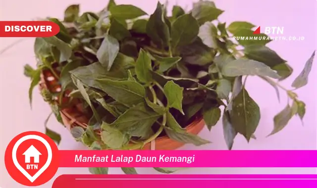 manfaat lalap daun kemangi