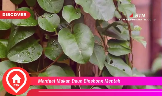 manfaat makan daun binahong mentah