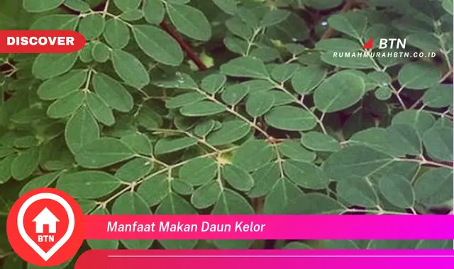 manfaat makan daun kelor