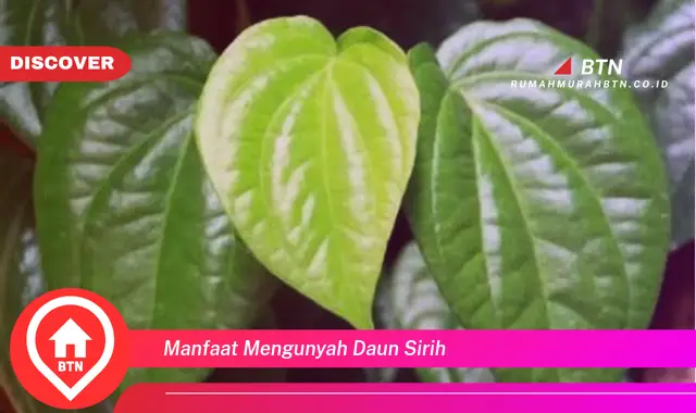 manfaat mengunyah daun sirih