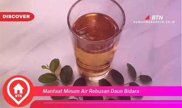 manfaat minum air rebusan daun bidara