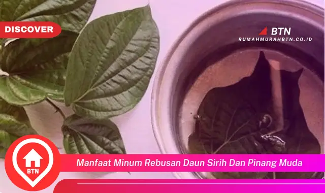 manfaat minum rebusan daun sirih dan pinang muda