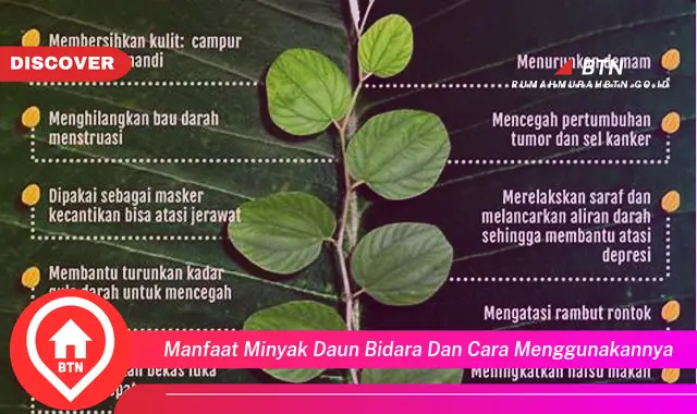 manfaat minyak daun bidara dan cara menggunakannya