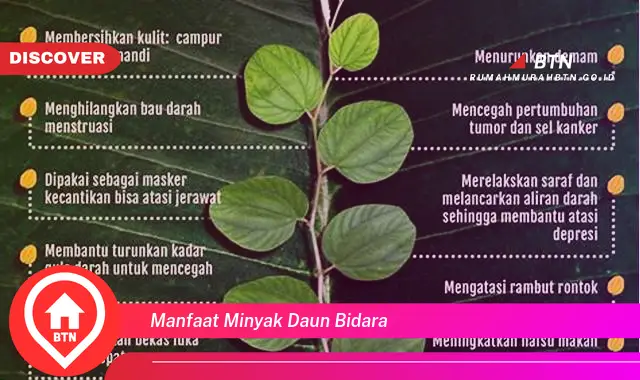 manfaat minyak daun bidara