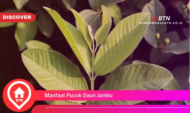 manfaat pucuk daun jambu