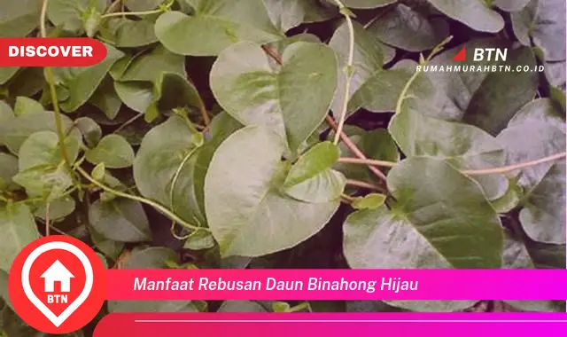 manfaat rebusan daun binahong hijau