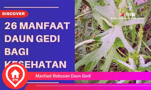 manfaat rebusan daun gedi