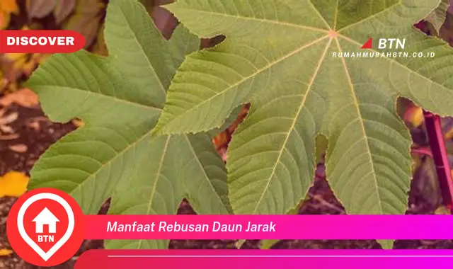 manfaat rebusan daun jarak