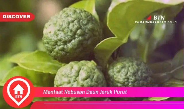 manfaat rebusan daun jeruk purut