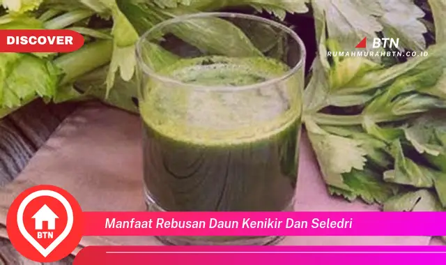 manfaat rebusan daun kenikir dan seledri