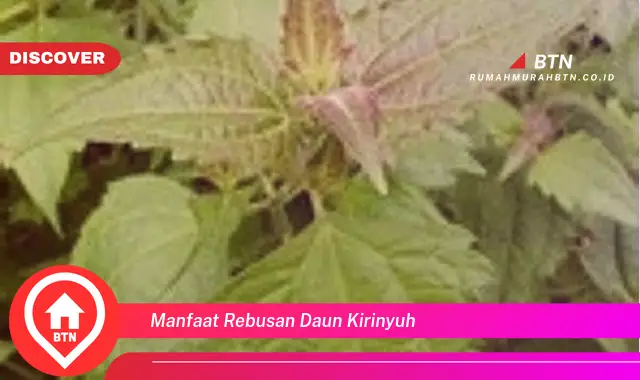 manfaat rebusan daun kirinyuh