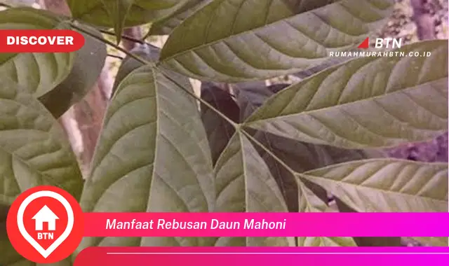 manfaat rebusan daun mahoni