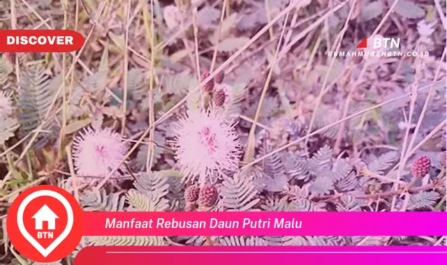 manfaat rebusan daun putri malu