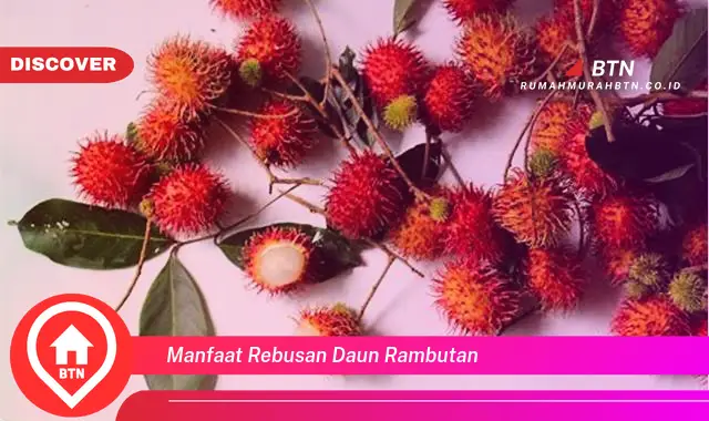 manfaat rebusan daun rambutan