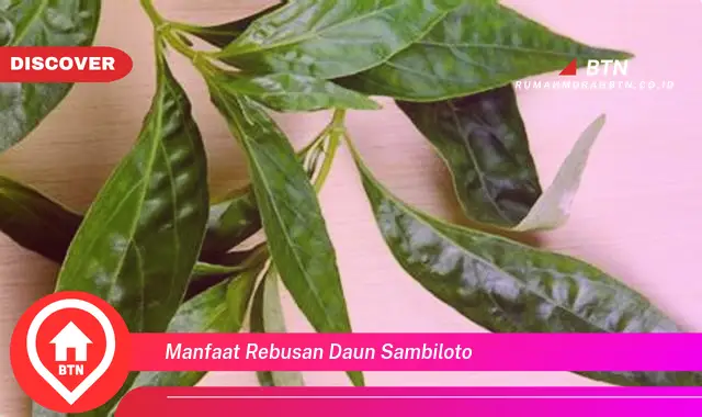 manfaat rebusan daun sambiloto