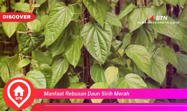 manfaat rebusan daun sirih merah