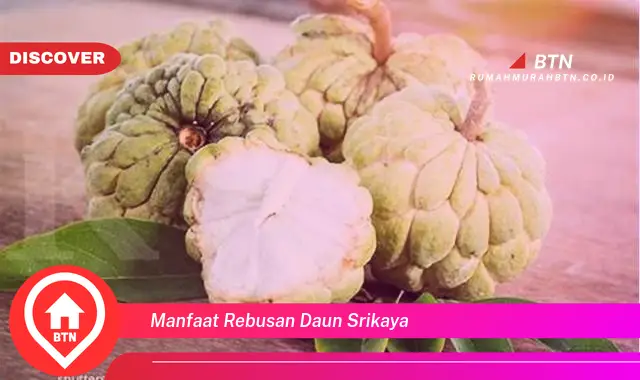 manfaat rebusan daun srikaya