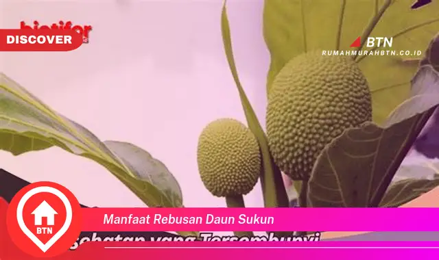 manfaat rebusan daun sukun