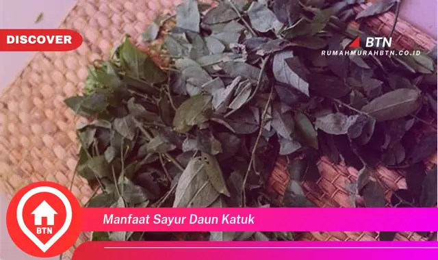 manfaat sayur daun katuk