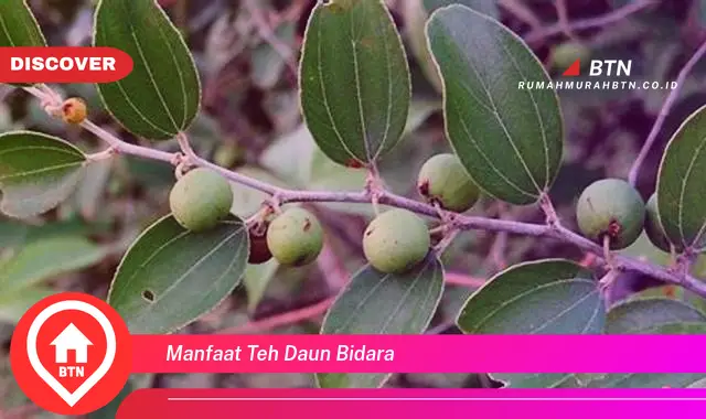 manfaat teh daun bidara