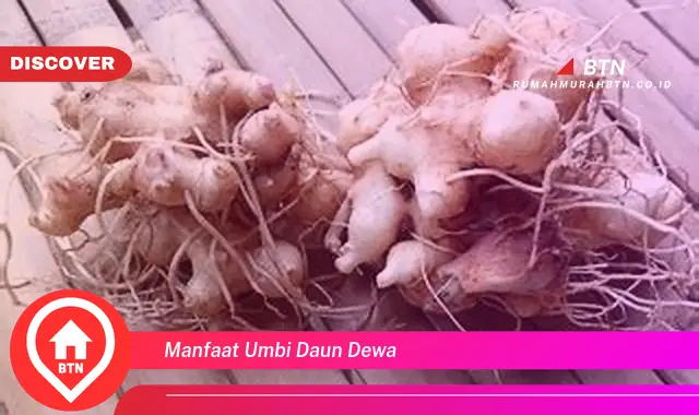 manfaat umbi daun dewa