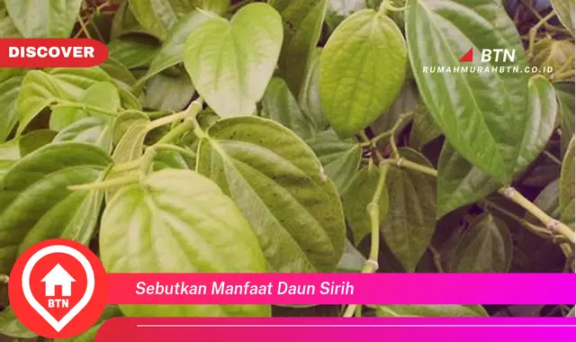 sebutkan manfaat daun sirih