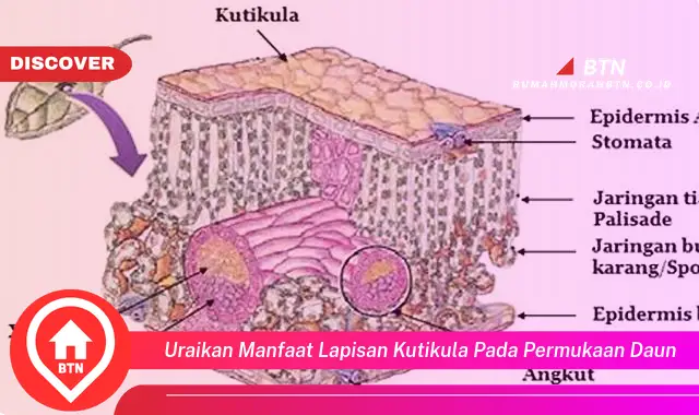 uraikan manfaat lapisan kutikula pada permukaan daun