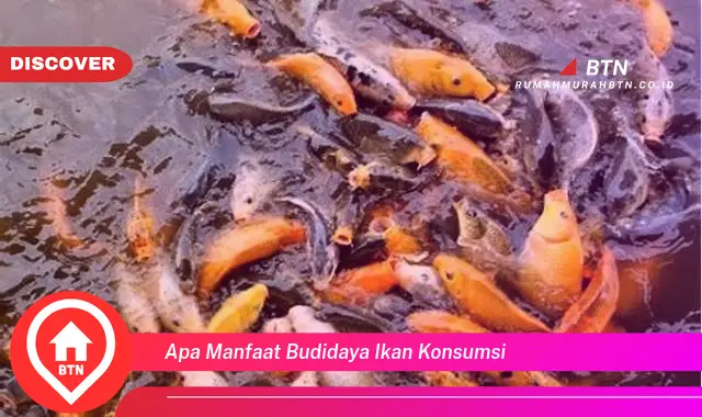 apa manfaat budidaya ikan konsumsi