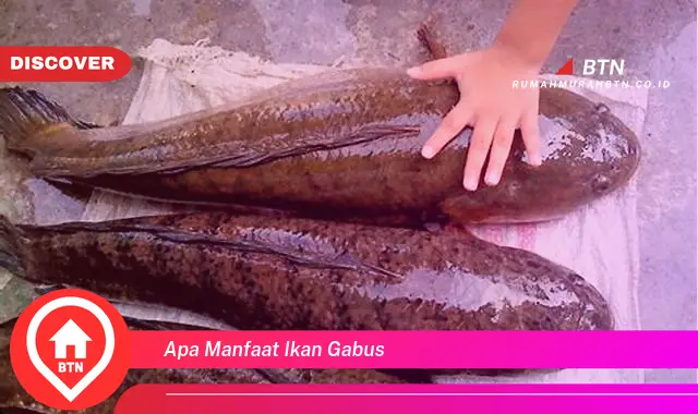 apa manfaat ikan gabus