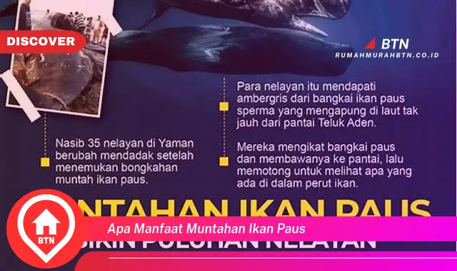 apa manfaat muntahan ikan paus