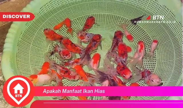 apakah manfaat ikan hias