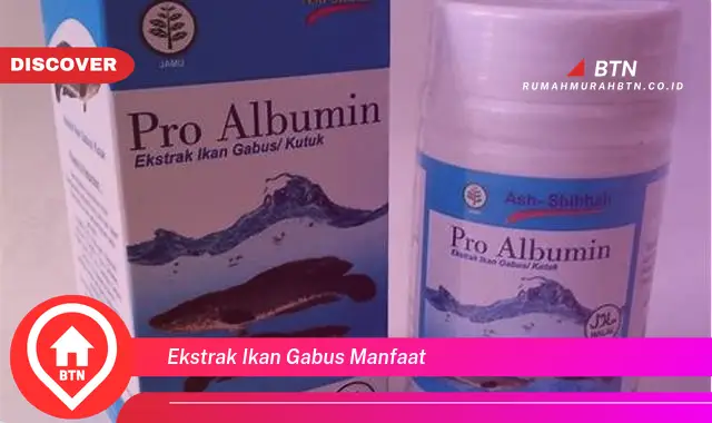 ekstrak ikan gabus manfaat