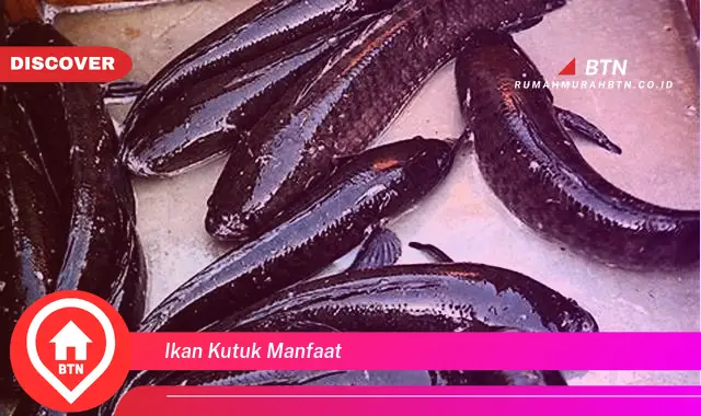 ikan kutuk manfaat