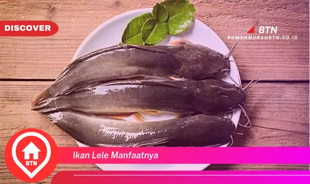 ikan lele manfaatnya