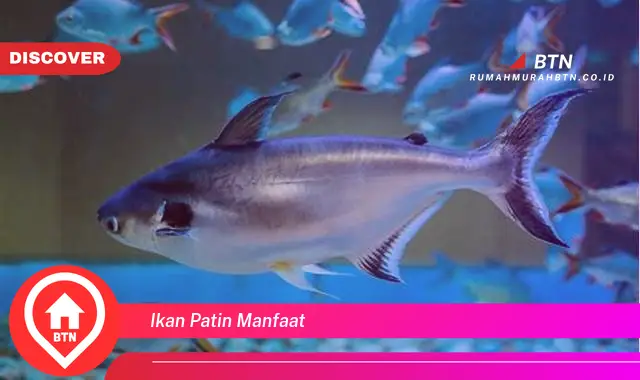 ikan patin manfaat